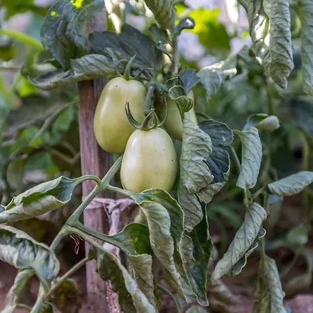 Ana Villa Umljanovic