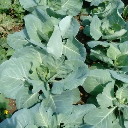 Ana Villa Umljanovic