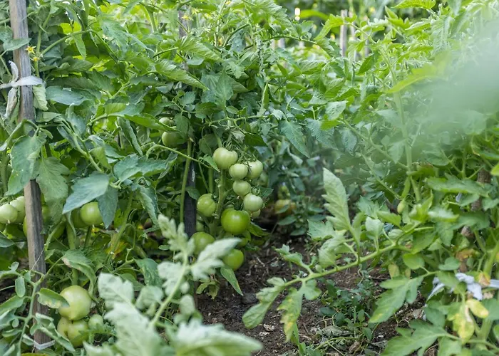 Ana Willa Umljanovic